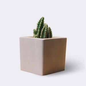 TPI EXIM CO.,LTD cactus2 free img