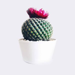 TPI EXIM CO.,LTD cactus4 free img