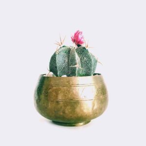 TPI EXIM CO.,LTD cactus6 free img