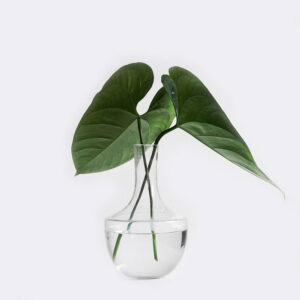 TPI EXIM CO.,LTD plant1 free img