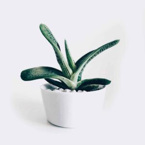 TPI EXIM CO.,LTD plant3 free img