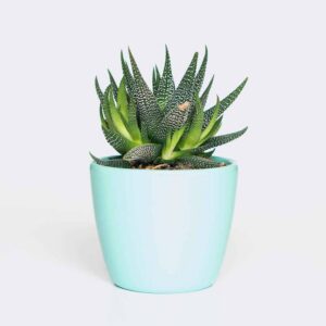TPI EXIM CO.,LTD plant6 free img