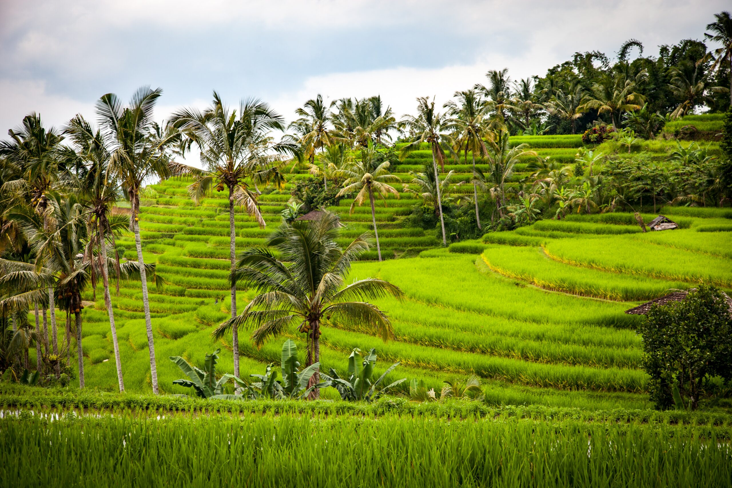 Vietnam exports nearly 5.9 million tonnes of rice