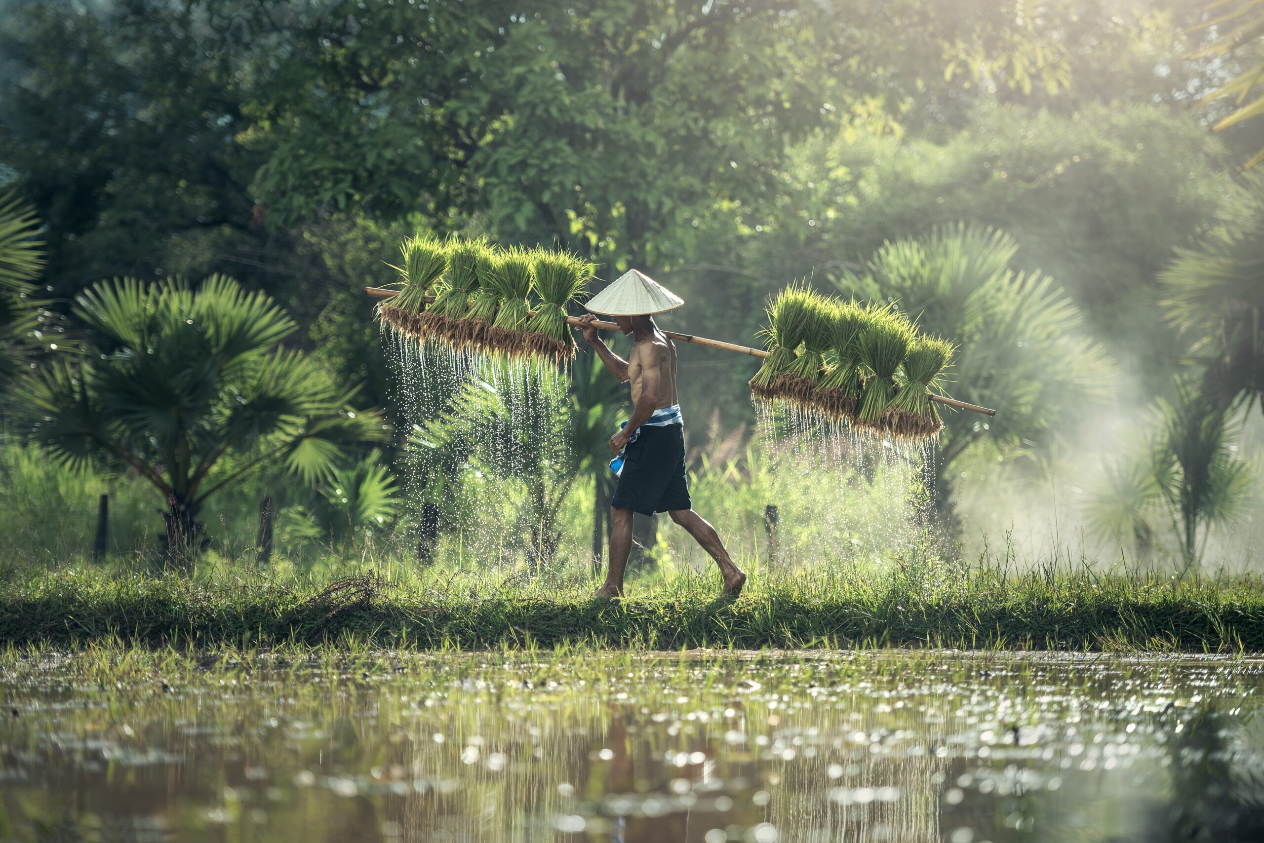 Rice export set to surpass 8.2M tonnes